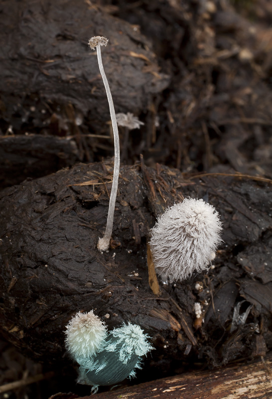 Coprinopsis radiata